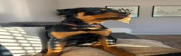 Rottweiler dogs for sale: 8mnth old Rottweiler  - Advert 11
