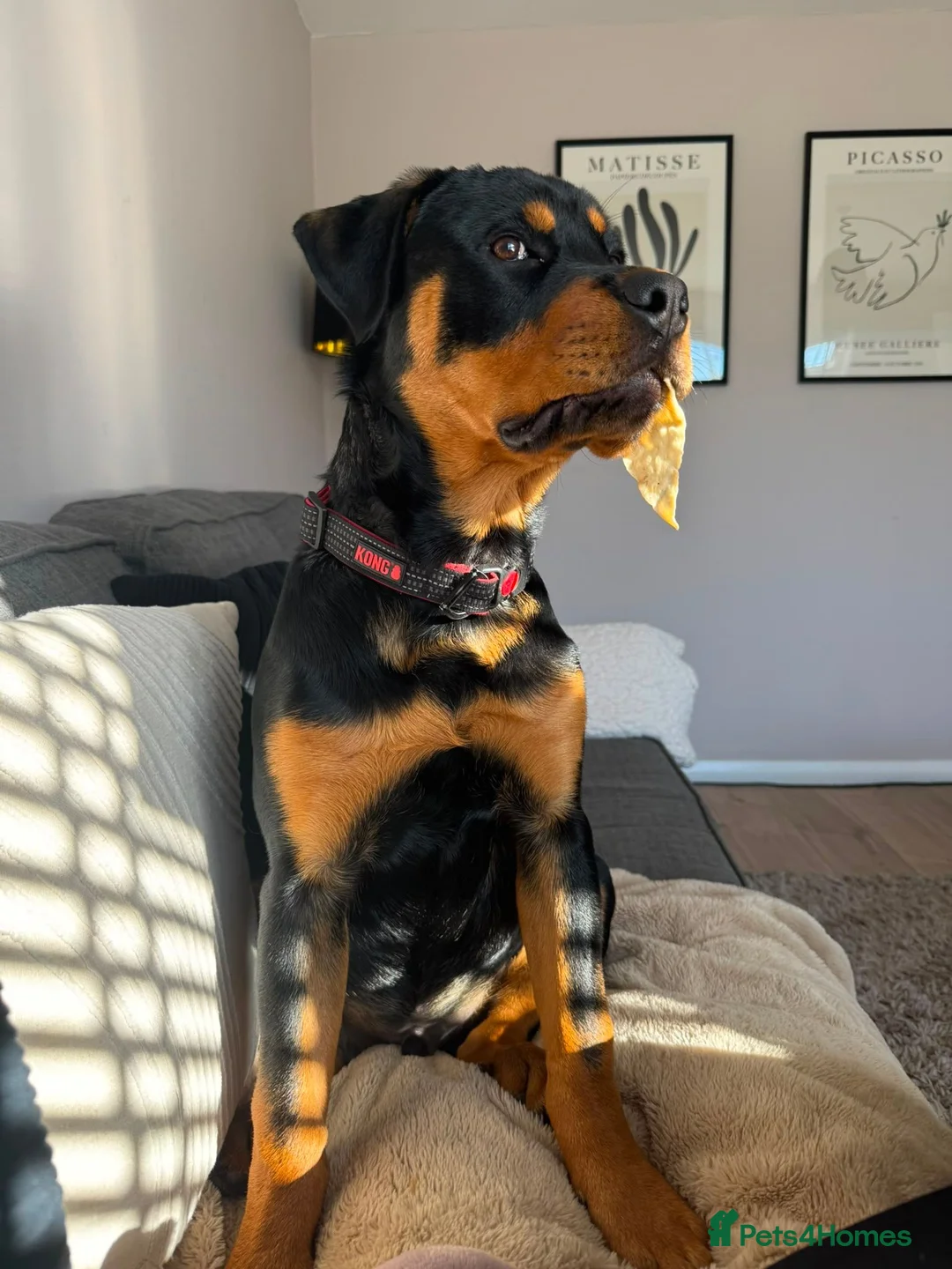 Rottweiler dogs for sale: 8mnth old Rottweiler  - Advert 11