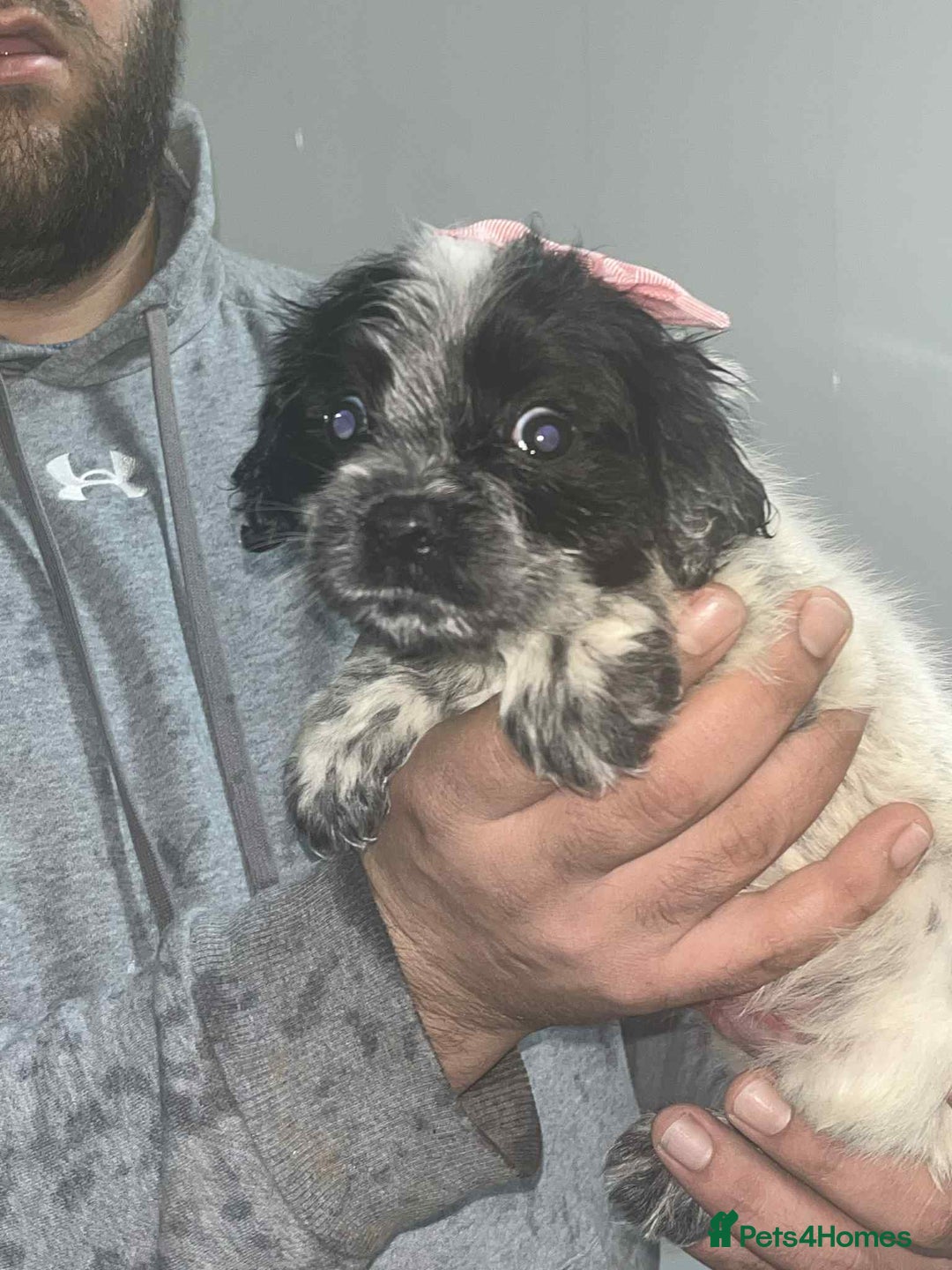 Cocker Spaniel dogs for sale: Cocker Spaniel girl puppies - Advert 10