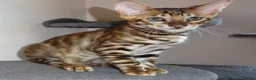 Toyger cats for sale: STUNNING WILD LOOKING PEDIGREE CUBS - Advert 3