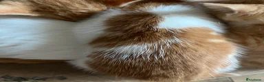 Mixed Breed 5