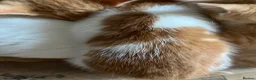Mixed Breed cats for sale:  mixed litter of playful kittens. - Advert 4