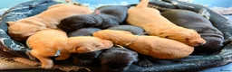 Labrador Retriever dogs for sale: Labrador Retriever, Red Fox, Black KC Registered - Advert 4