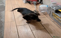 Dachshund dogs for sale: Mini choco dachshund - Image 8