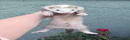 Ferret rodents for sale: Part Angora hob ferret new pic and video added - Advert 13