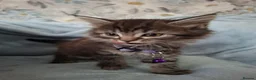 Mixed Breed cats for sale: 3x Beautiful maincoone cross kittens - Advert 37