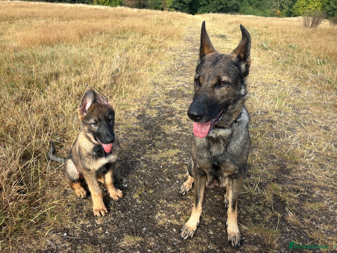 German Shepherd dogs for sale: Health Tested Puppy  - Image 5