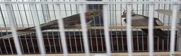 Cockatiels birds for sale: Cockatiel Birds for Sale - Advert 2
