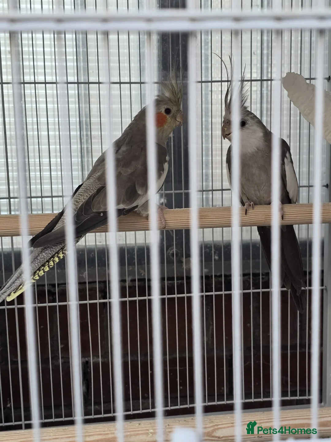 Cockatiels birds for sale: Cockatiel Birds for Sale - Advert 2