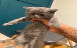Scottish Fold cats for sale: Scottish Fold Kittens  - Image 18