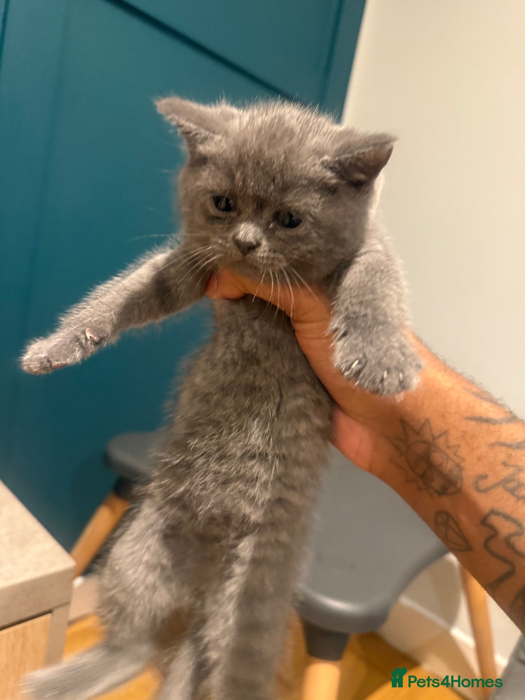 Scottish Fold cats for sale: Scottish Fold Kittens  - Image 18