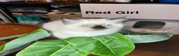 Ragdoll cats for sale: 💖Fabulous Pure Ragdoll Kittens Waiting for Love❤️ - Advert 30