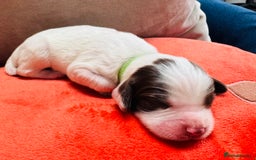 English Springer Spaniel dogs for sale: KC Quality English Springer Spaniels - Image 33