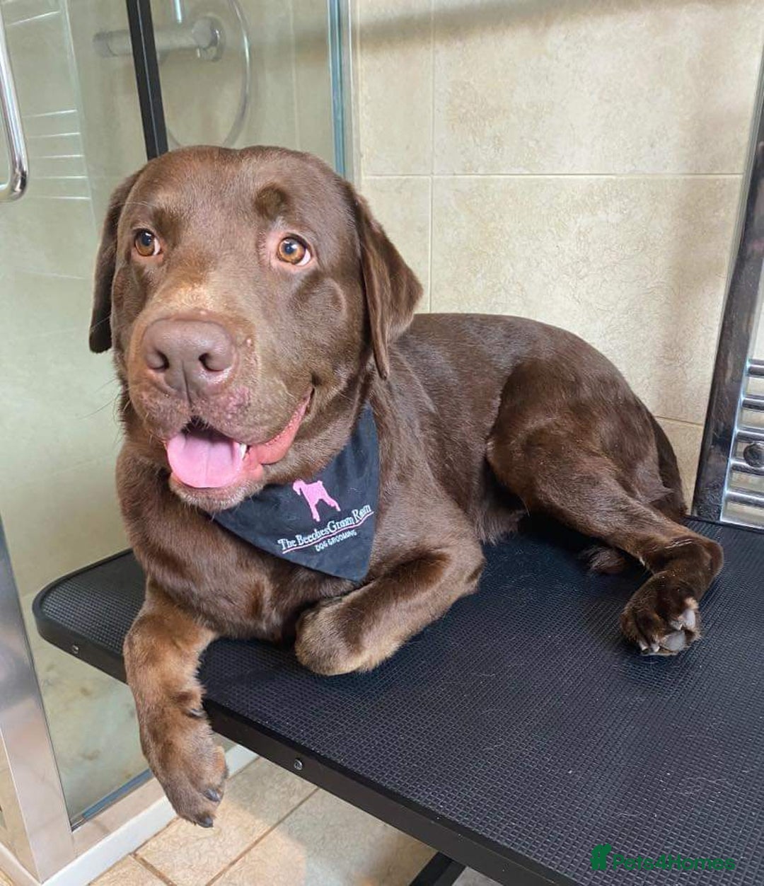 Labrador Retriever dogs for stud: Stud Labrador - Advert 6