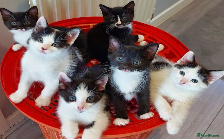 Mixed Breed cats - Advert 1