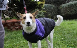 Mixed Breed dogs for adoption: 💖🐶 ALAYA 🐶💖 - Image 30