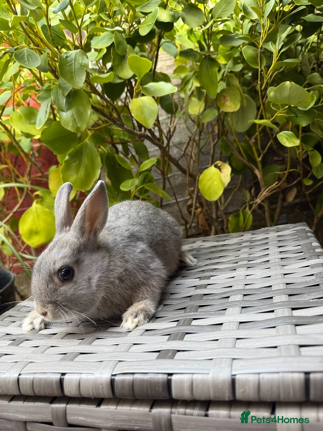 Netherland Dwarf rabbits for sale:   Ready for new home Purebred Netherland Dwarf  - Advert 3