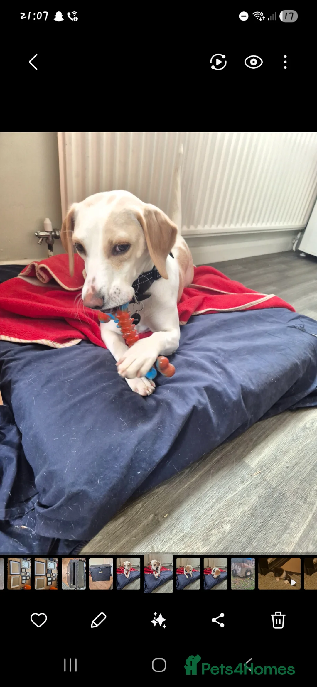 Beagle dogs for sale: Beautiful, friendly female beagle - Advert 2
