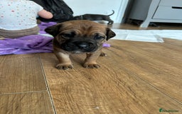 Mixed Breed dogs for sale: Beautiful boy puppy  - Image 6