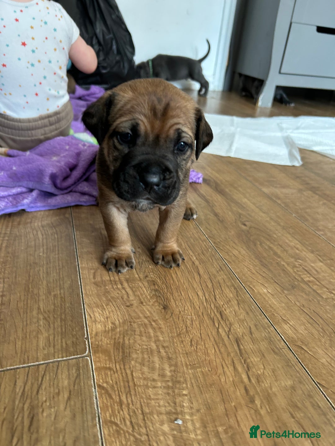 Mixed Breed dogs for sale: Beautiful boy puppy  - Image 6