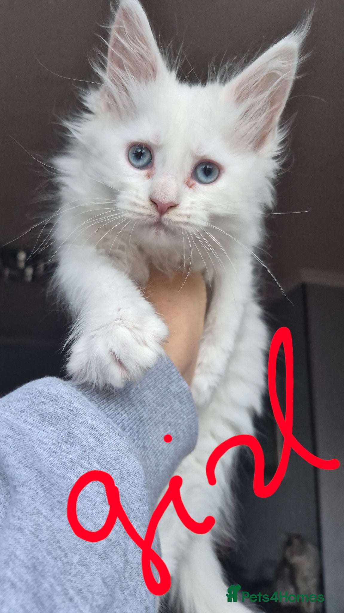 Maine Coon cats White Maine Coon Kittens  - Advert 3
