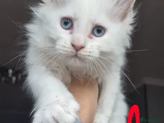 Maine Coon cats White Maine Coon Kittens - Advert 3