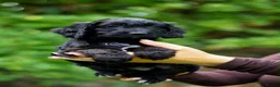 Cockapoo dogs for sale: F1 Cockapoos available 🐶 in Neath - Advert 16