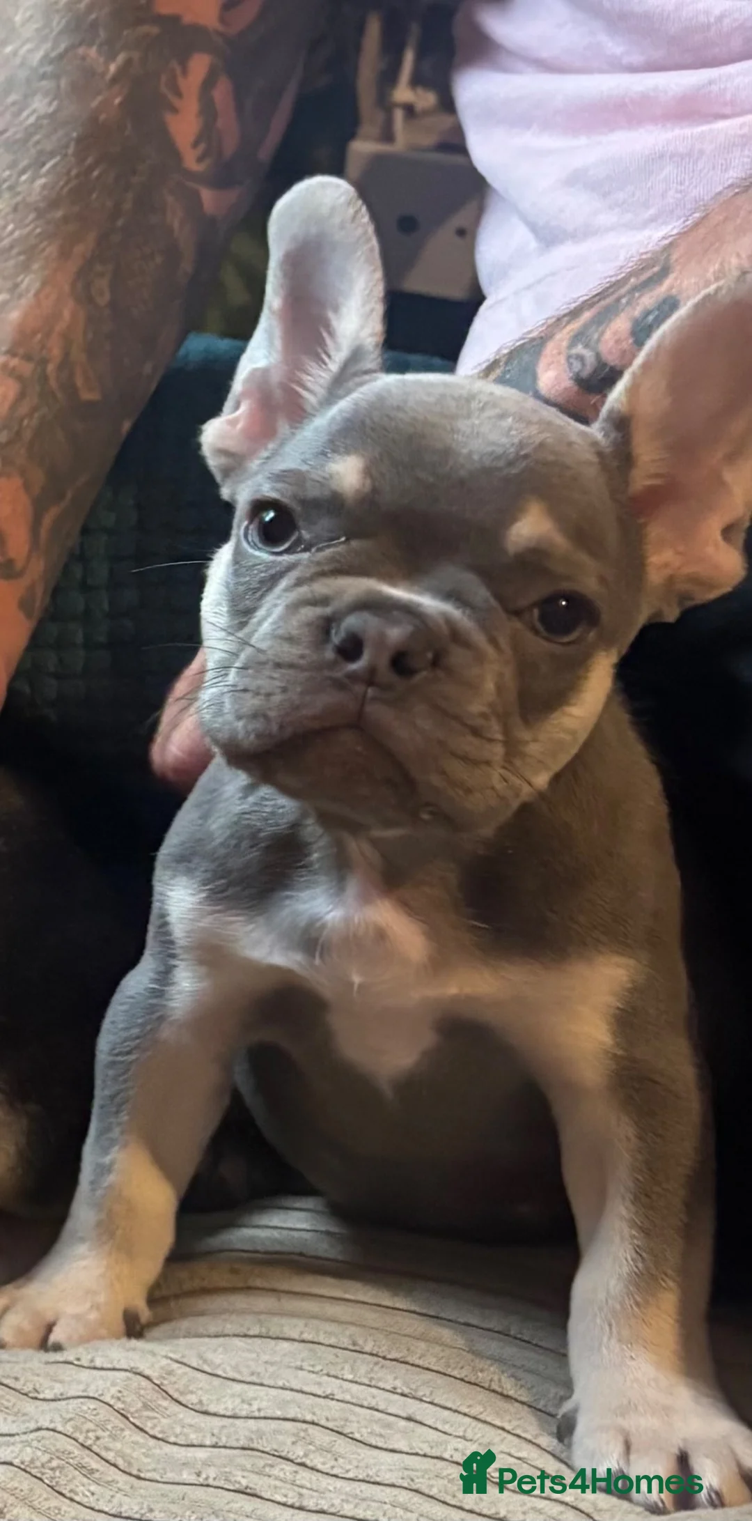 French Bulldog dogs for sale: French bulldog - Advert 2