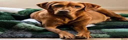 Labrador Retriever dogs for sale: BEAUTIFUL KC TRUE FOX RED LABRADOR PUPS  - Advert 4