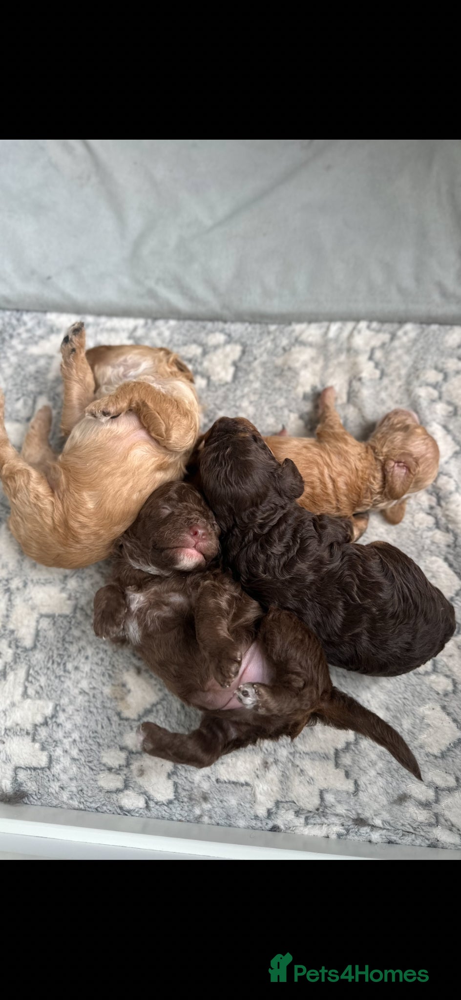 Cockapoo dogs Beautiful F2B Toy Cockapoo Puppies Ready 1st July  - Advert 16
