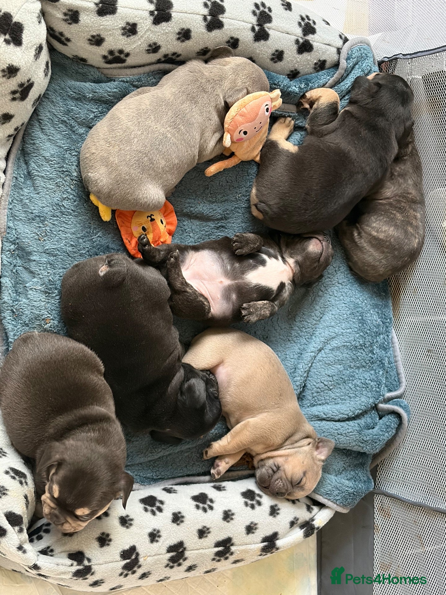 French Bulldog dogs for sale: FRENCH BULLDOG PUPS LOOKING FOR FOREVER HOMES 🐾 - Advert 19