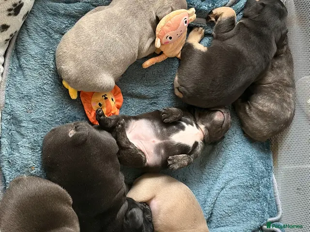 French Bulldog dogs for sale: FRENCH BULLDOG PUPS LOOKING FOR FOREVER HOMES 🐾 - Advert 8