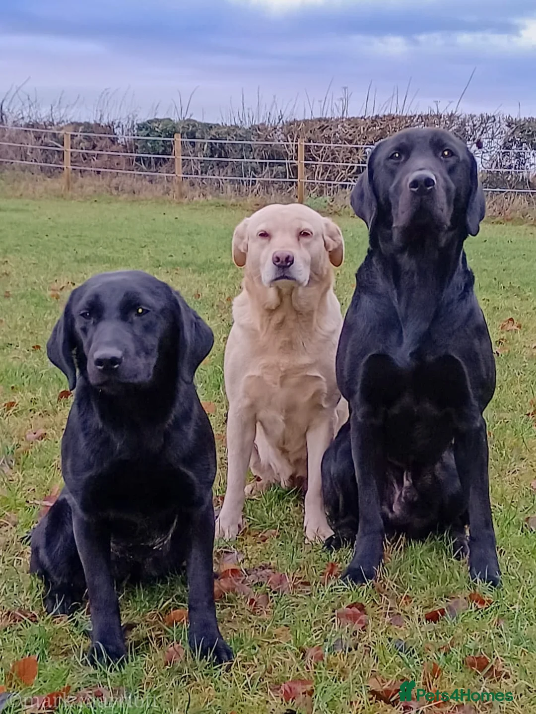 Labrador Retriever dogs for stud: Handsome hunter for stud (well proven) in Alfreton - Advert 2