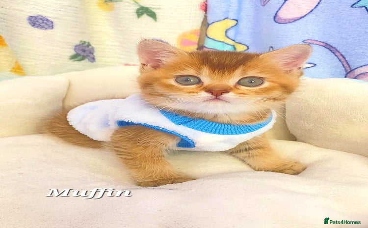 British Shorthair cats - Advert 10