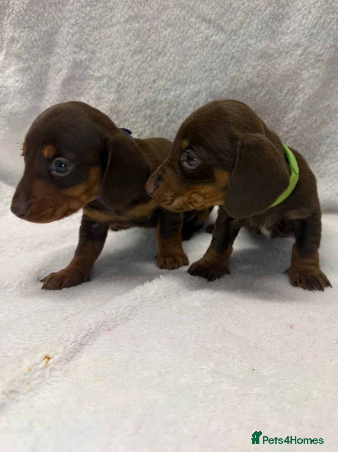 Dachshund dogs for sale: Kennel Club Registered & Health Tested - Advert 11