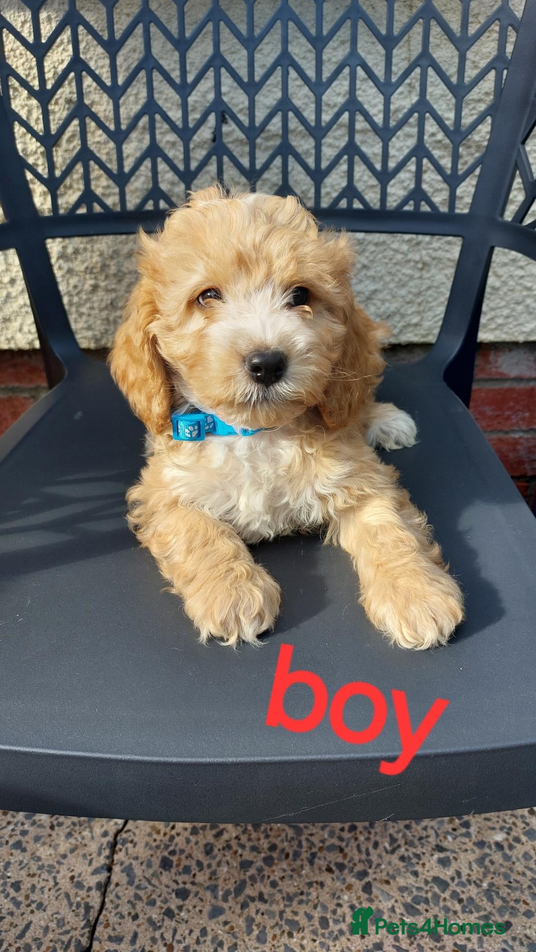 Cockapoo dogs cockapoos - Advert 4