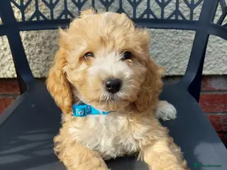 Cockapoo dogs cockapoos READY NOW 8 LEFT !!!!!!! - Advert 6