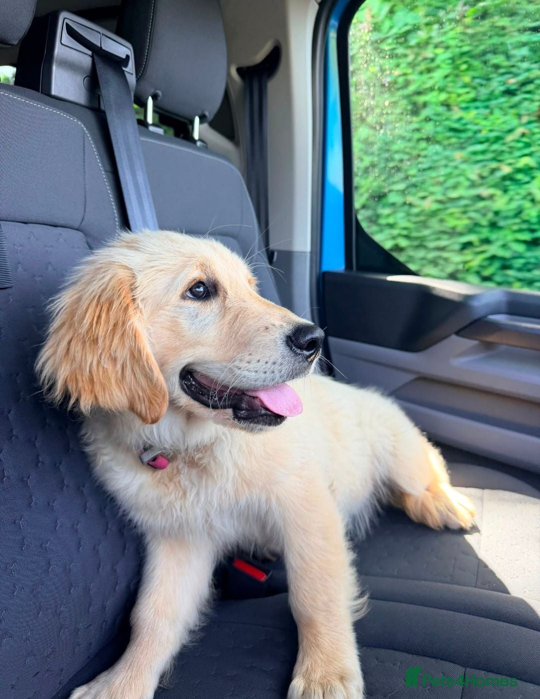Golden Retriever dogs Fully Trained Female KC Golden Retriever  - Advert 1