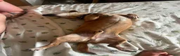 Jack Russell dogs for adoption: Chico - Watton Norfolk  in Thetford - Advert 11