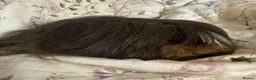 Guinea Pig rodents for sale: Peuivain guinea pig sows x 2 one boar  - Advert 5