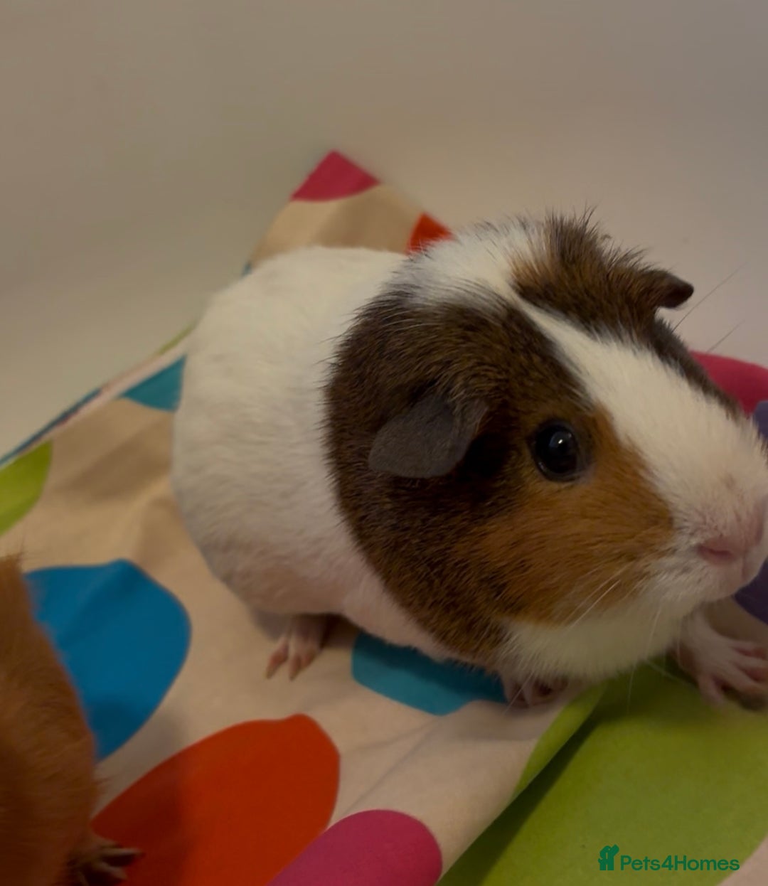 Guinea Pig rodents for sale: 2 x Lovely Girls ( 1 year old) - Image 5