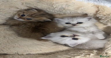 Persian cats Persian chinchilla kittens  - Advert 5