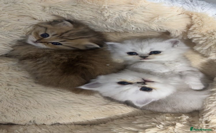 Persian cats - Advert 2