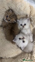 Persian cats Persian chinchilla kittens - Advert 4