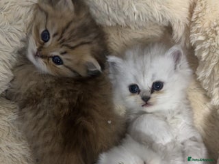 Persian cats - Advert 6