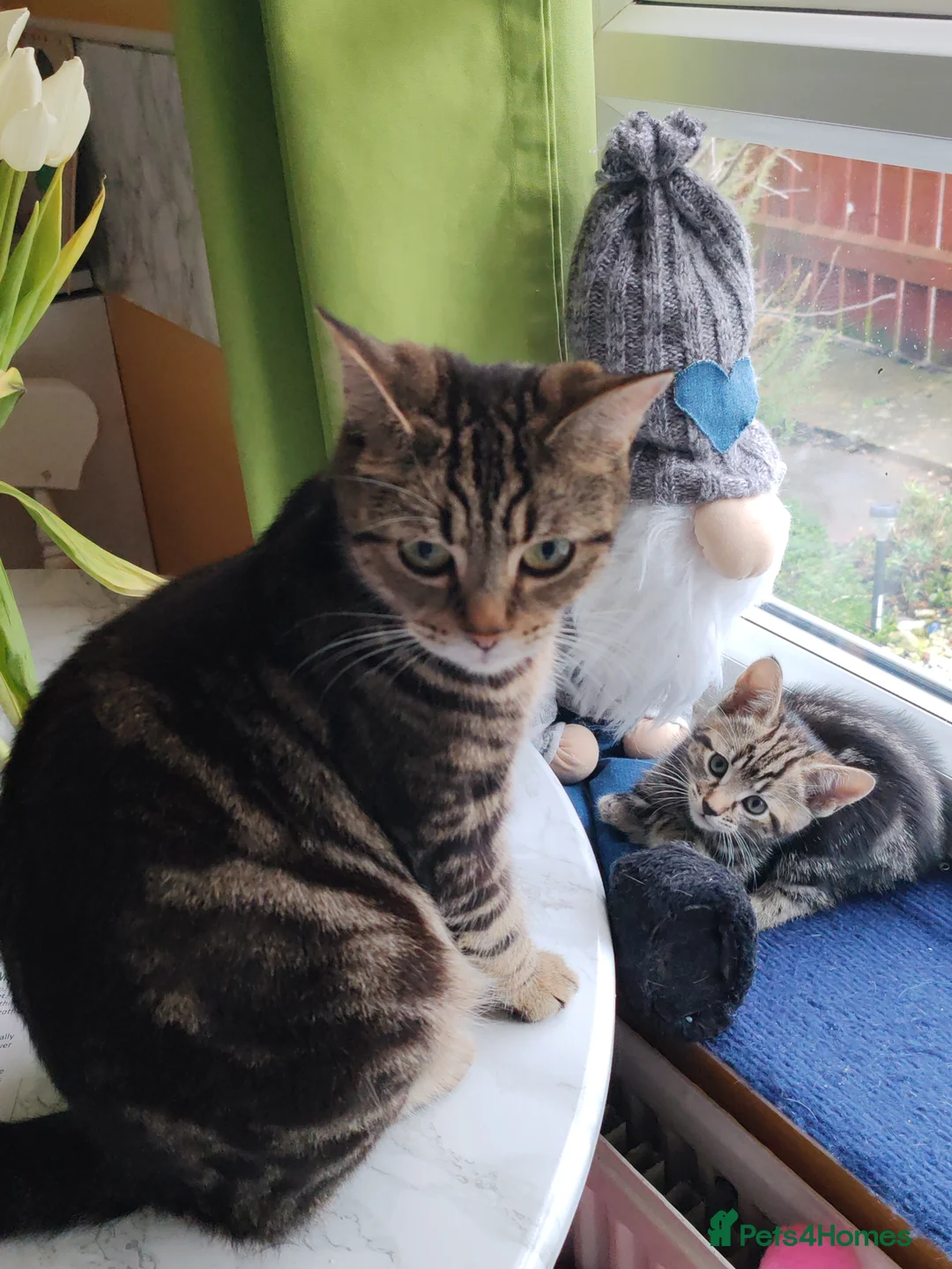 Mixed Breed cats for sale: Loving kittens are looking for a new home - Advert 12