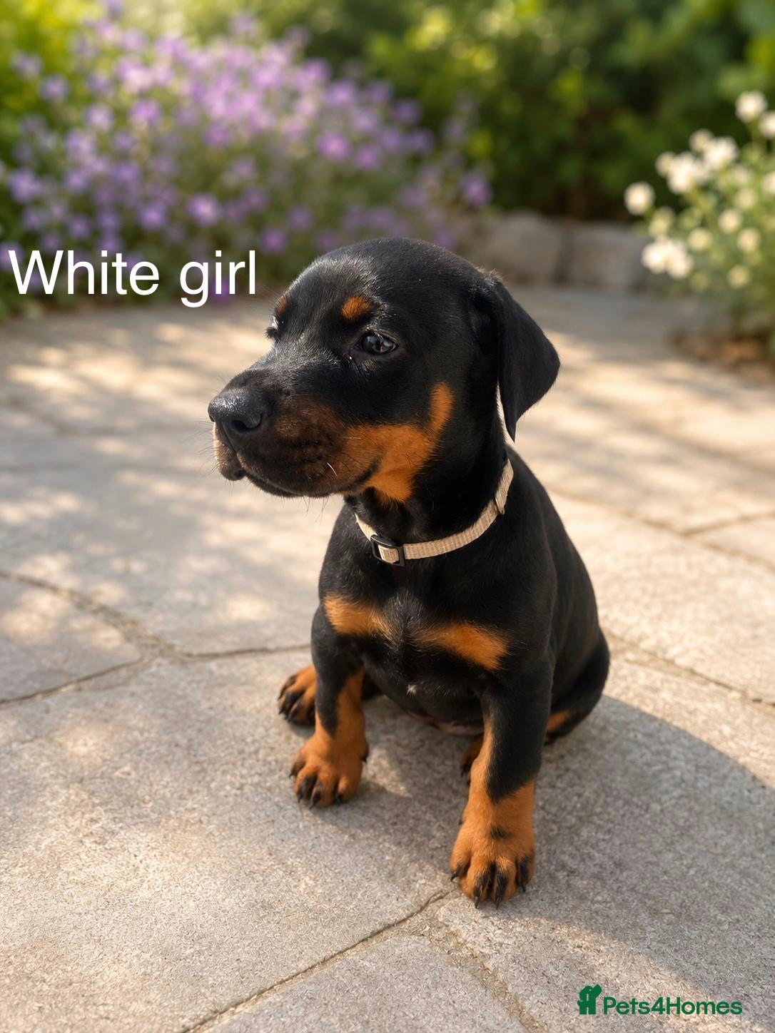 Dobermann dogs 3 Doberman puppies left  - Advert 13
