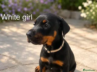 Dobermann dogs 3 Doberman puppies left - Advert 13