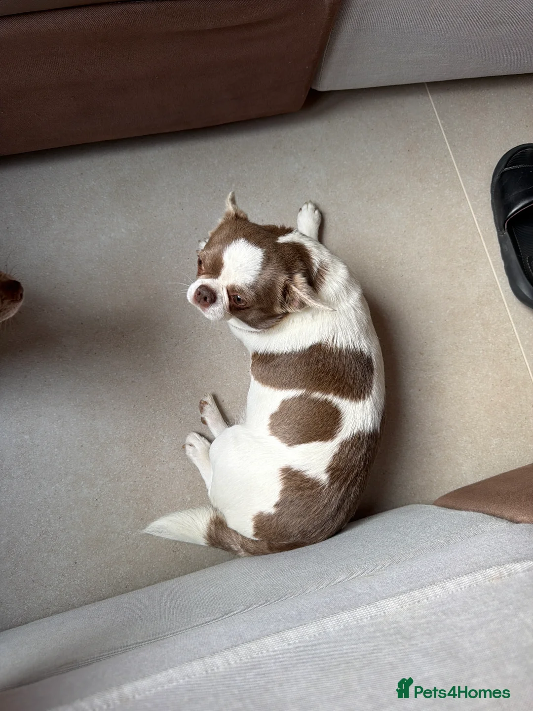Chihuahua dogs for sale: Kc registered female adult  - Advert 2