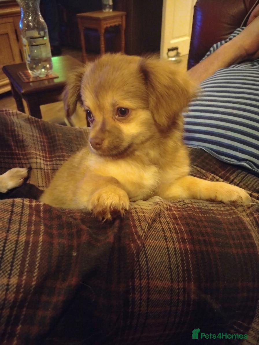 Chihuahua dogs Chihuahua Boy - Ready for loving home - Advert 10